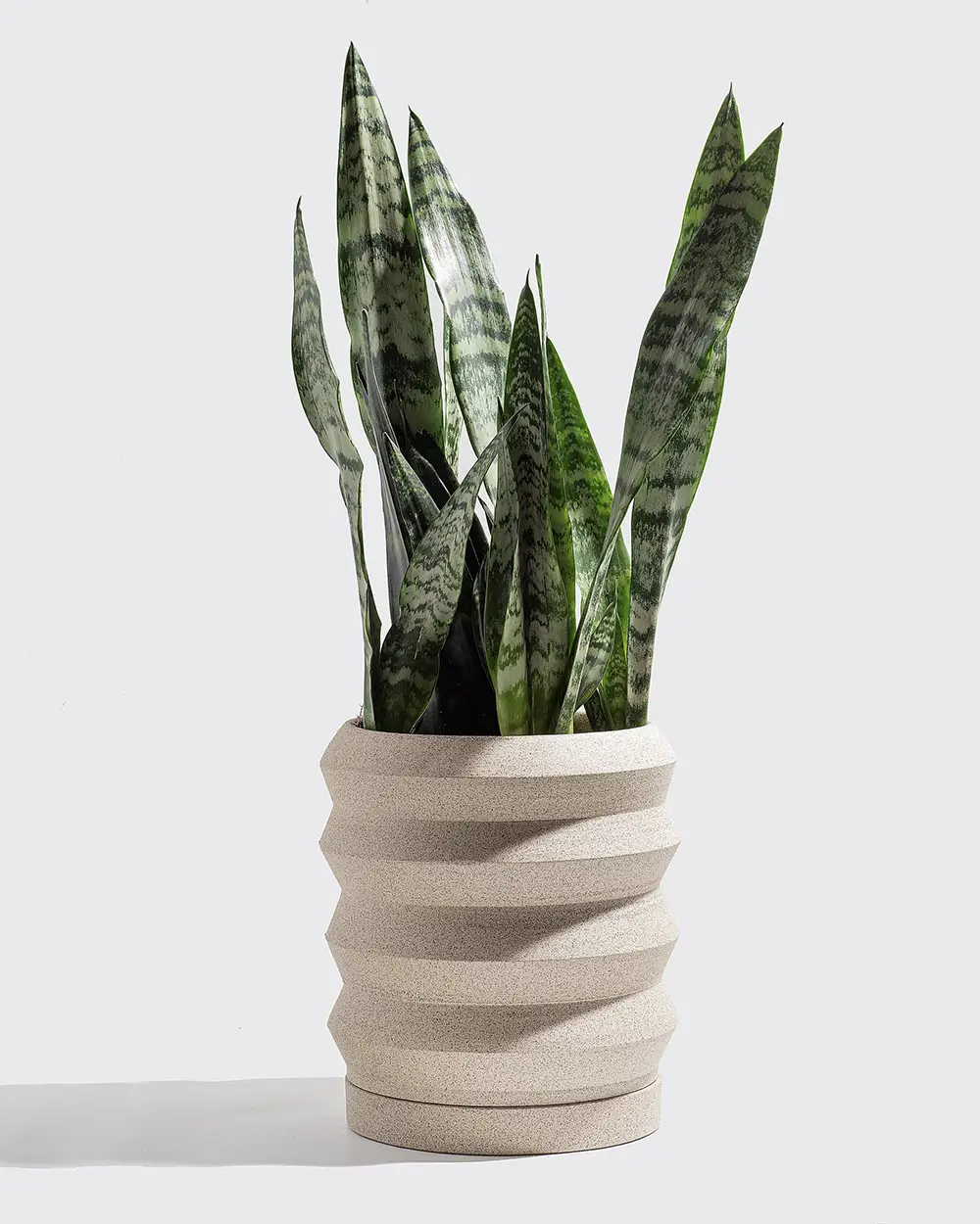 Clay flowerpot with a green plant on a white background